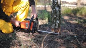 Best Commercial Tree Services  in Temelec, CA
