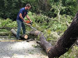 Best Tree and Shrub Care  in Temelec, CA