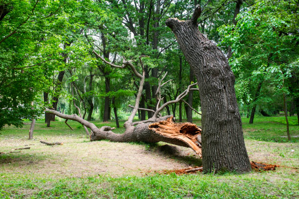 Best Stump Grinding and Removal  in Temelec, CA
