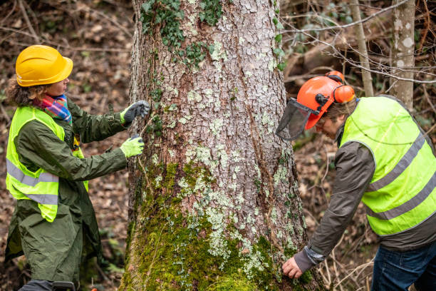 How Our Tree Care Process Works  in  Temelec, CA