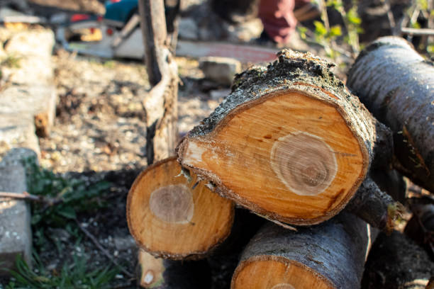 Best Utility Line Clearance  in Temelec, CA