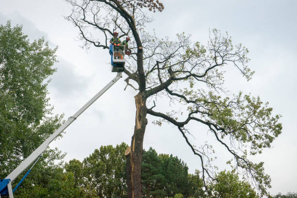 Best Tree Maintenance Programs  in Temelec, CA