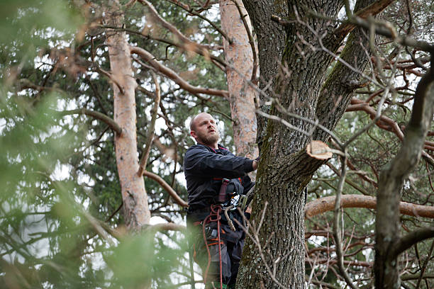 Best Root Management and Removal  in Temelec, CA