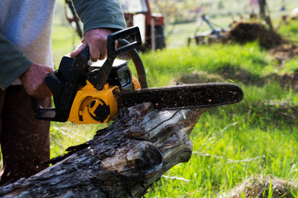 Trusted Temelec, CA Tree Care Experts