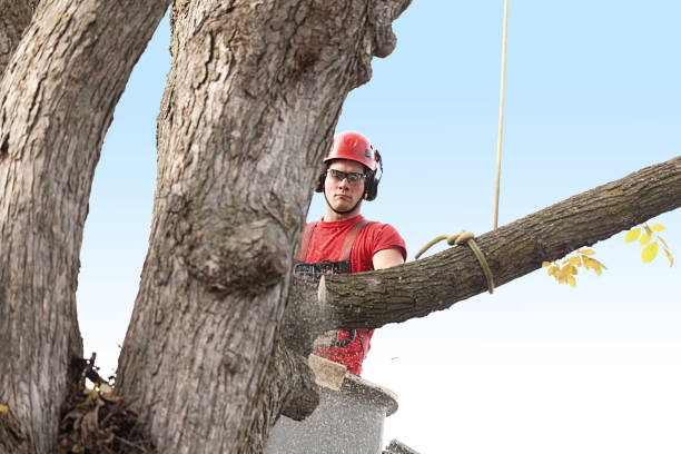 Best Tree Preservation Services  in Temelec, CA